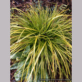 Grasses ~ Carex oshimensis EverColor® 'Everillo', Everillo Sedge ~ Dancing Oaks Nursery and Gardens ~ Retail Nursery ~ Mail Order Nursery