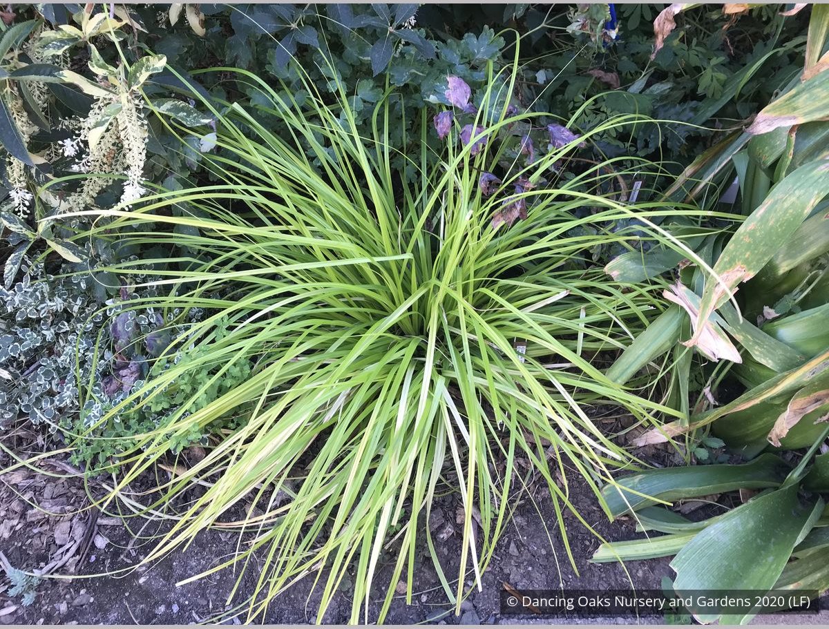 Grasses ~ Carex oshimensis EverColor® 'Everillo', Everillo Sedge ~ Dancing Oaks Nursery and Gardens ~ Retail Nursery ~ Mail Order Nursery