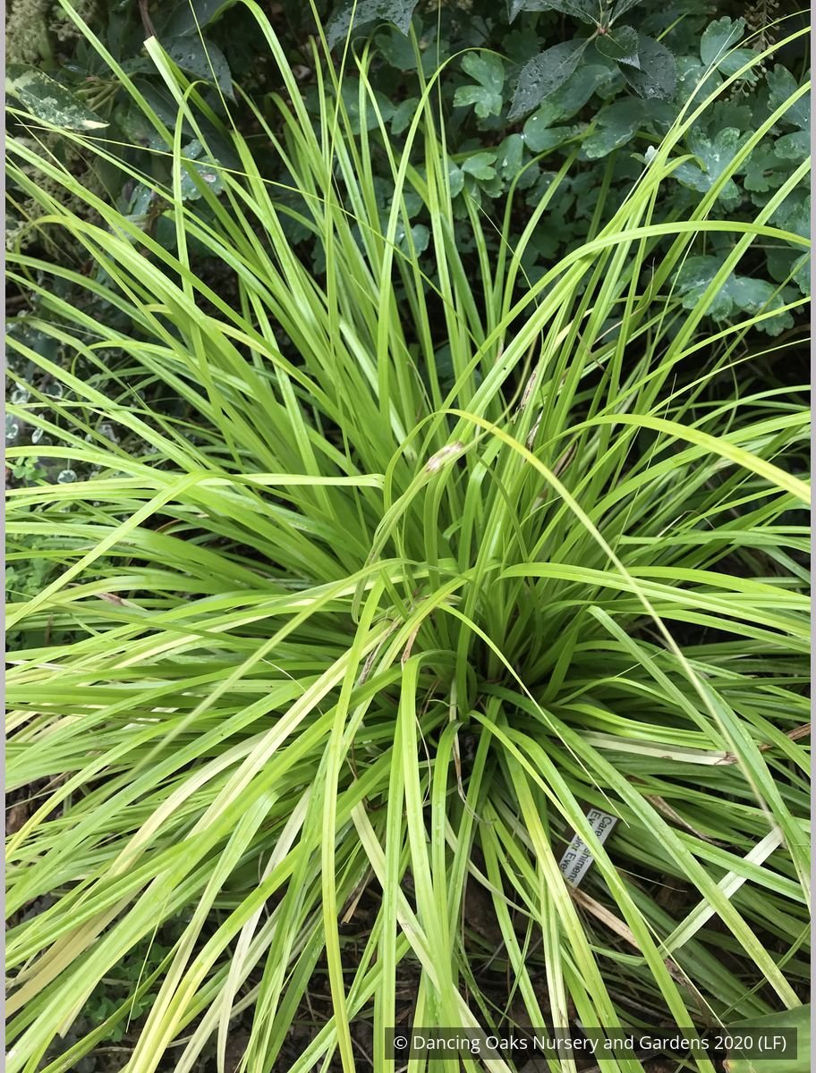 Grasses ~ Carex oshimensis EverColor® 'Everillo', Everillo Sedge ~ Dancing Oaks Nursery and Gardens ~ Retail Nursery ~ Mail Order Nursery