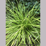Grasses ~ Carex oshimensis EverColor® 'Everillo', Everillo Sedge ~ Dancing Oaks Nursery and Gardens ~ Retail Nursery ~ Mail Order Nursery