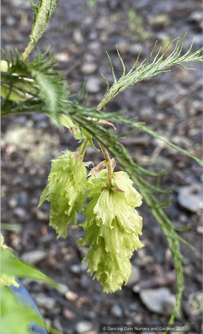 Carpinus japonica 'Silver Lace', Silver Lace Japanese Hornbeam