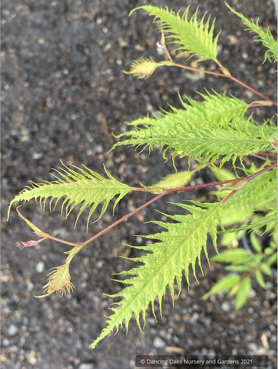 Carpinus japonica 'Silver Lace', Silver Lace Japanese Hornbeam