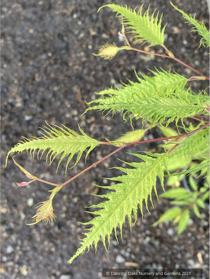 Carpinus japonica 'Silver Lace', Silver Lace Japanese Hornbeam