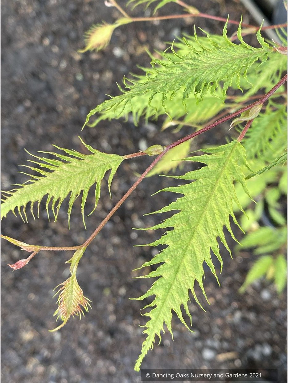 Carpinus japonica 'Silver Lace', Silver Lace Japanese Hornbeam