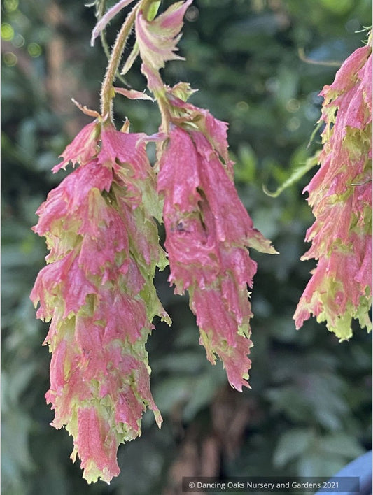Carpinus japonica 'Silver Lace', Silver Lace Japanese Hornbeam