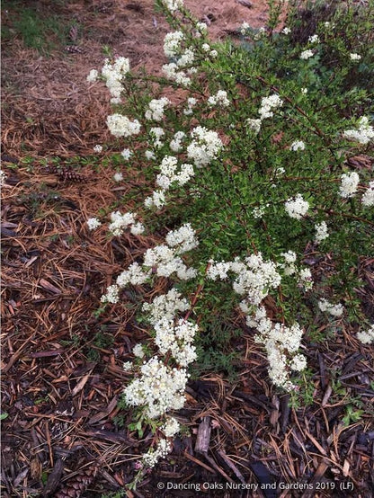 Shrubs ~ Ceanothus cuneatus ssp. cuneatus ‘Adair Village’, Buckbrush ~ Dancing Oaks Nursery and Gardens ~ Retail Nursery ~ Mail Order Nursery