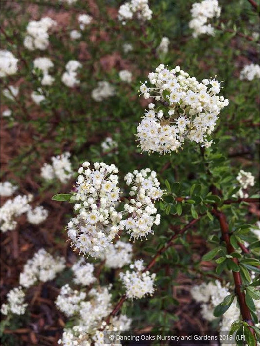 Shrubs ~ Ceanothus cuneatus ssp. cuneatus ‘Adair Village’, Buckbrush ~ Dancing Oaks Nursery and Gardens ~ Retail Nursery ~ Mail Order Nursery