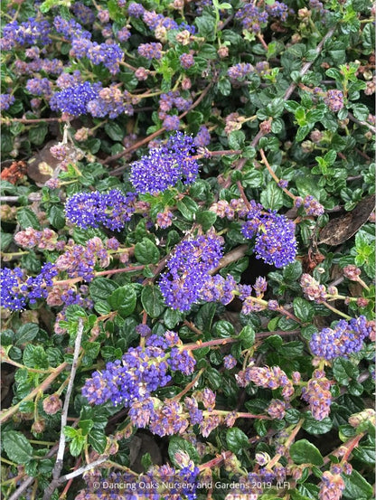 Shrubs ~ Ceanothus 'Centennial', California Lilac ~ Dancing Oaks Nursery and Gardens ~ Retail Nursery ~ Mail Order Nursery