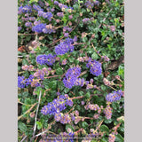 Shrubs ~ Ceanothus 'Centennial', California Lilac ~ Dancing Oaks Nursery and Gardens ~ Retail Nursery ~ Mail Order Nursery