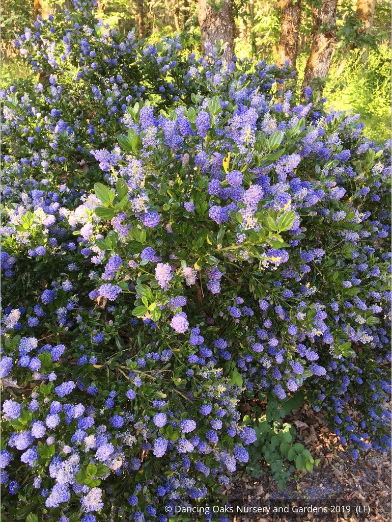 Shrubs ~ Ceanothus 'Victoria' (syn. Skylark), California Lilac ~ Dancing Oaks Nursery and Gardens ~ Retail Nursery ~ Mail Order Nursery