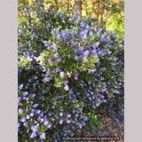 Shrubs ~ Ceanothus 'Victoria' (syn. Skylark), California Lilac ~ Dancing Oaks Nursery and Gardens ~ Retail Nursery ~ Mail Order Nursery