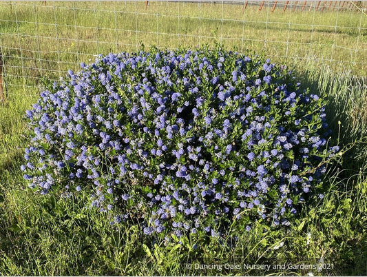 Ceanothus 'Skylark' (syn. 'Victoria'), California Lilac