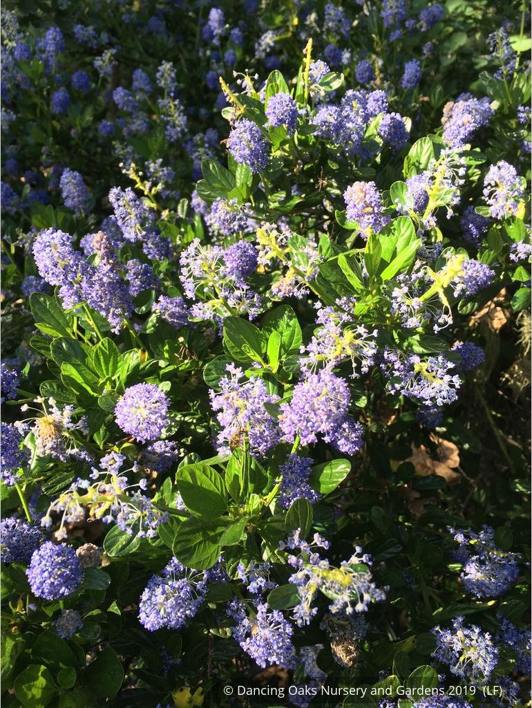 Shrubs ~ Ceanothus 'Victoria' (syn. Skylark), California Lilac ~ Dancing Oaks Nursery and Gardens ~ Retail Nursery ~ Mail Order Nursery