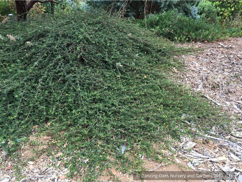 Shrubs ~ Ceanothus 'Centennial', California Lilac ~ Dancing Oaks Nursery and Gardens ~ Retail Nursery ~ Mail Order Nursery