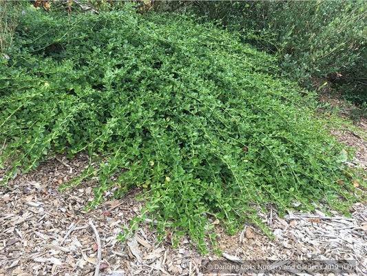 Ground Covers ~ Ceanothus thyrsiflorus 'Repens', California Lilac ~ Dancing Oaks Nursery and Gardens ~ Retail Nursery ~ Mail Order Nursery
