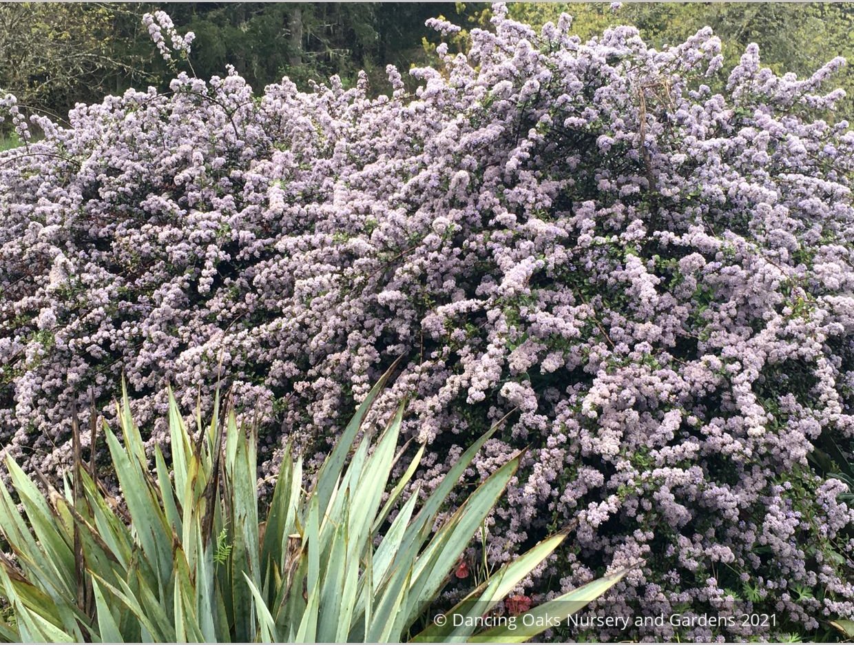 Ceanothus gloriosus v. porrectus, Inverness Ceanothus/Mt. Vision Ceanothus