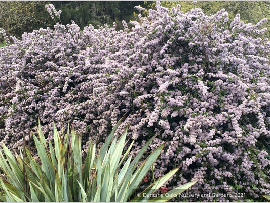 Ceanothus gloriosus v. porrectus, Inverness Ceanothus/Mt. Vision Ceanothus