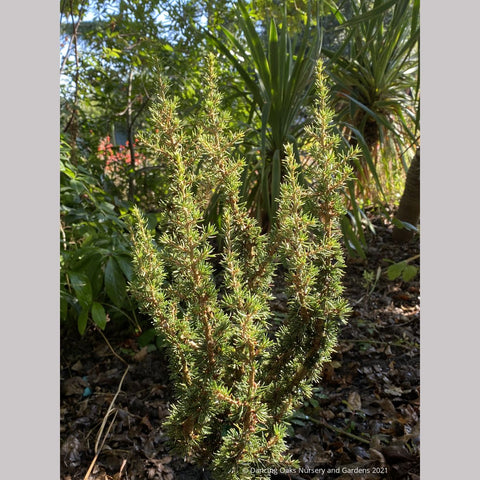 Cedrus brevifolia 'Kenwith', Kenwith Cypriot cedar