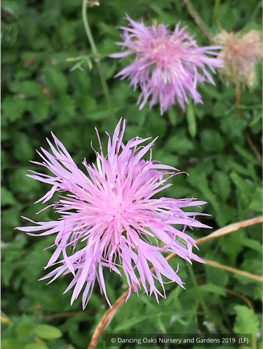 Perennials ~ Centaurea simplicicaulis, Cornflower ~ Dancing Oaks Nursery and Gardens ~ Retail Nursery ~ Mail Order Nursery