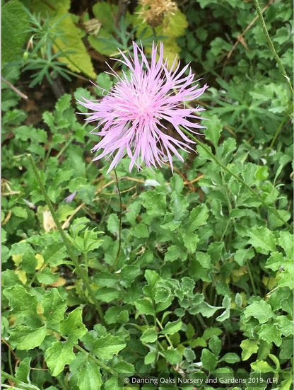 Perennials ~ Centaurea simplicicaulis, Cornflower ~ Dancing Oaks Nursery and Gardens ~ Retail Nursery ~ Mail Order Nursery