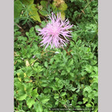 Perennials ~ Centaurea simplicicaulis, Cornflower ~ Dancing Oaks Nursery and Gardens ~ Retail Nursery ~ Mail Order Nursery