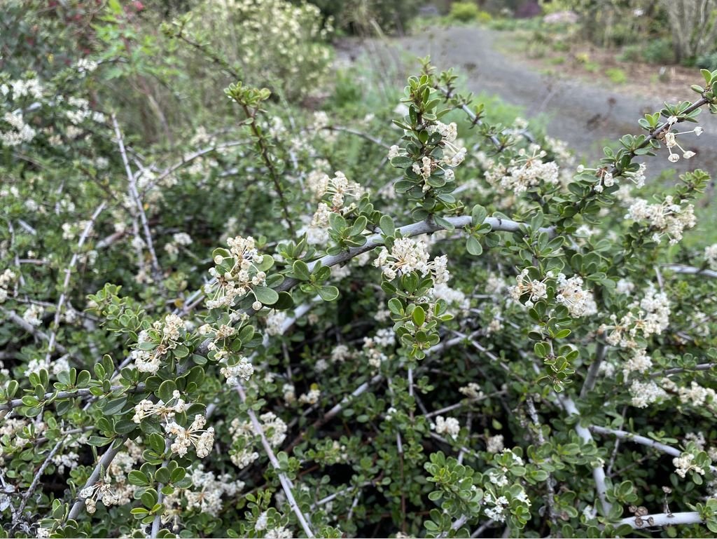 Shrubs ~ Ceanothus cuneatus var. ramulosus 'Rodeo Lagoon', California Lilac ~ Dancing Oaks Nursery and Gardens ~ Retail Nursery ~ Mail Order Nursery