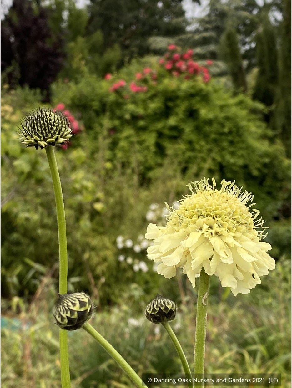 Perennials ~ Cephalaria gigantea, Giant Pincushion Flower ~ Dancing Oaks Nursery and Gardens ~ Retail Nursery ~ Mail Order Nursery