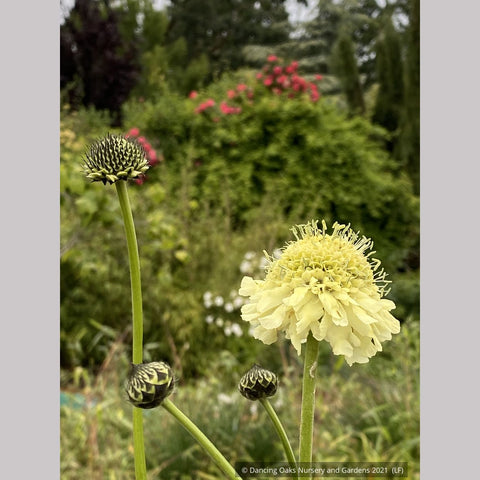Perennials ~ Cephalaria gigantea, Giant Pincushion Flower ~ Dancing Oaks Nursery and Gardens ~ Retail Nursery ~ Mail Order Nursery