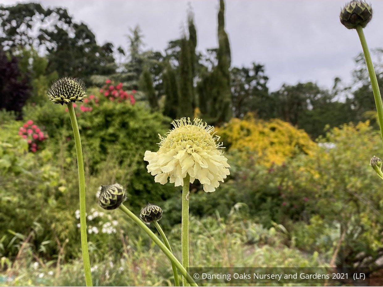 Perennials ~ Cephalaria gigantea, Giant Pincushion Flower ~ Dancing Oaks Nursery and Gardens ~ Retail Nursery ~ Mail Order Nursery