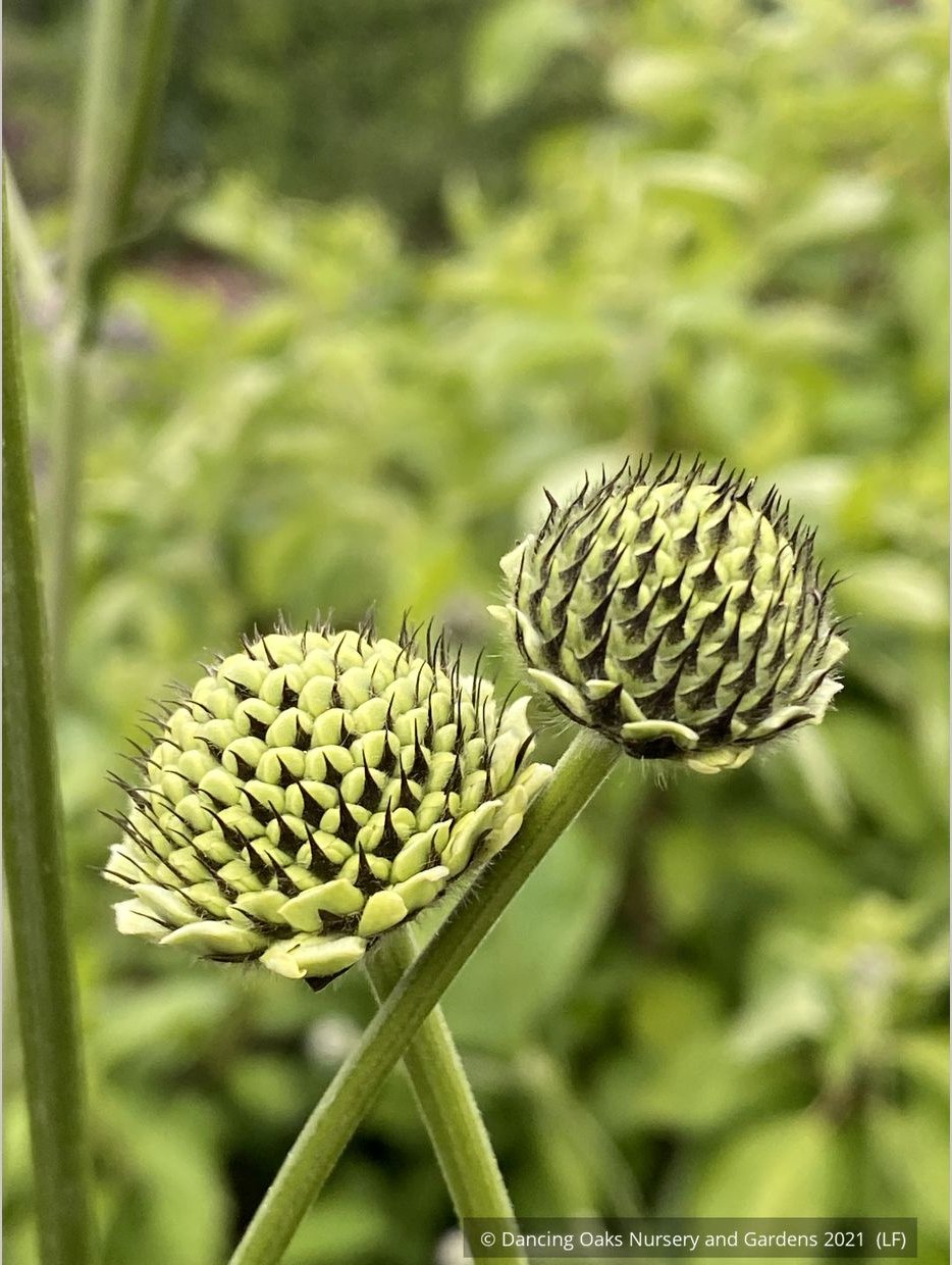 Perennials ~ Cephalaria gigantea, Giant Pincushion Flower ~ Dancing Oaks Nursery and Gardens ~ Retail Nursery ~ Mail Order Nursery