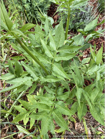 Perennials ~ Cephalaria gigantea, Giant Pincushion Flower ~ Dancing Oaks Nursery and Gardens ~ Retail Nursery ~ Mail Order Nursery