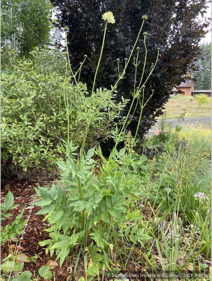 Perennials ~ Cephalaria gigantea, Giant Pincushion Flower ~ Dancing Oaks Nursery and Gardens ~ Retail Nursery ~ Mail Order Nursery