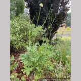 Perennials ~ Cephalaria gigantea, Giant Pincushion Flower ~ Dancing Oaks Nursery and Gardens ~ Retail Nursery ~ Mail Order Nursery
