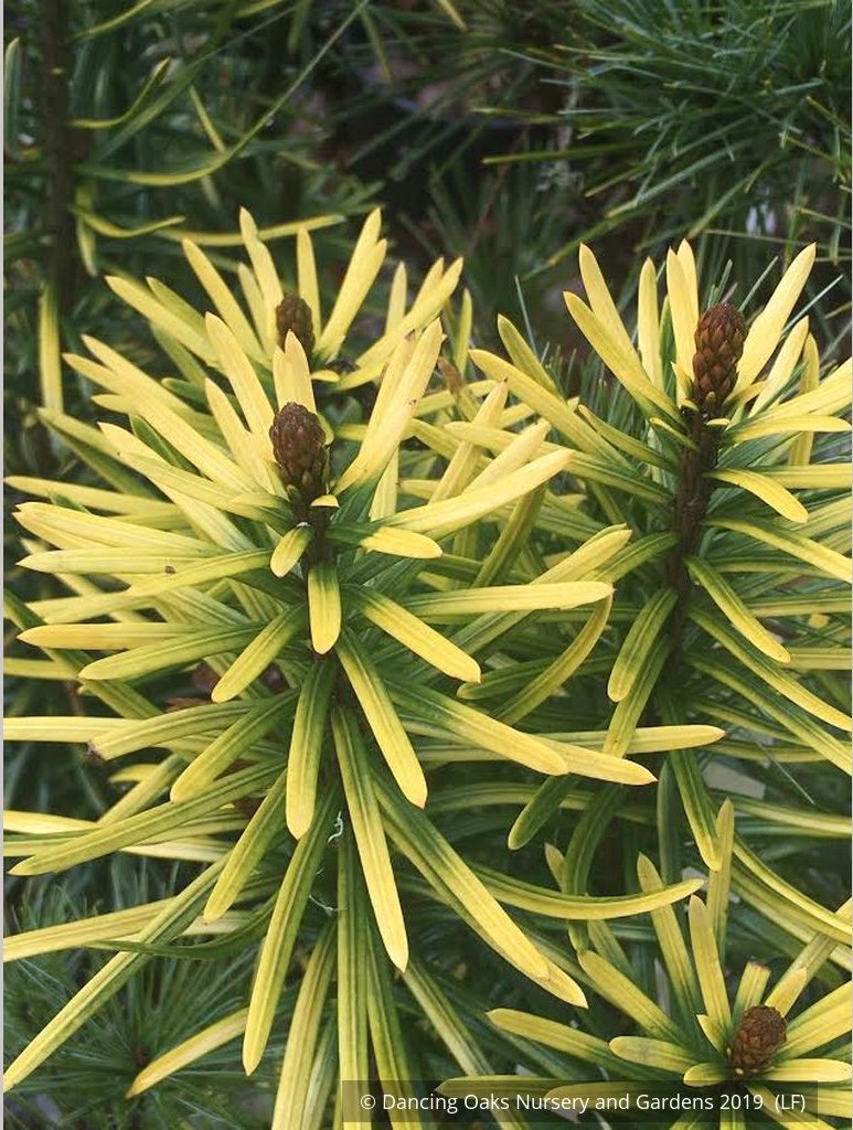 Shrubs ~ Cephalotaxus harringtonii 'Korean Gold', Upright Plum Yew ~ Dancing Oaks Nursery and Gardens ~ Retail Nursery ~ Mail Order Nursery