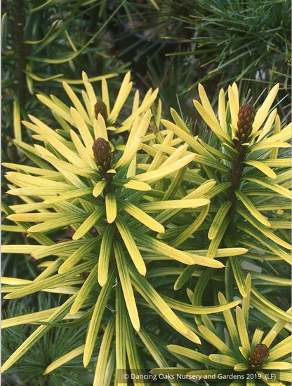 Shrubs ~ Cephalotaxus harringtonii 'Korean Gold', Upright Plum Yew ~ Dancing Oaks Nursery and Gardens ~ Retail Nursery ~ Mail Order Nursery