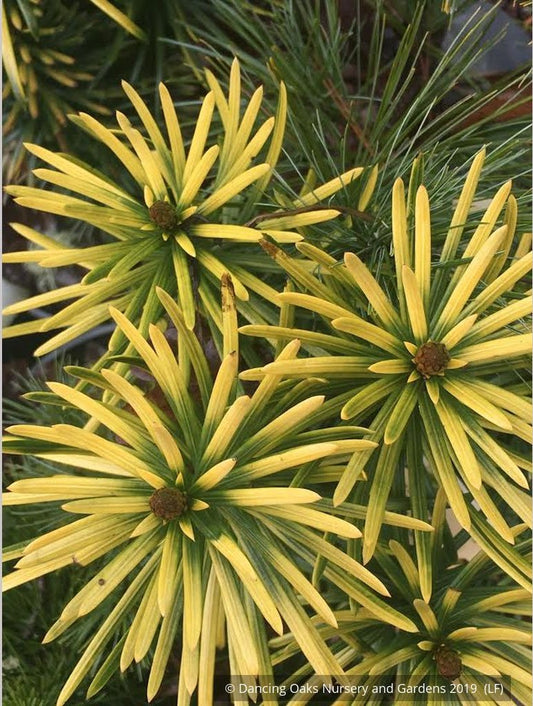 Shrubs ~ Cephalotaxus harringtonii 'Korean Gold', Upright Plum Yew ~ Dancing Oaks Nursery and Gardens ~ Retail Nursery ~ Mail Order Nursery