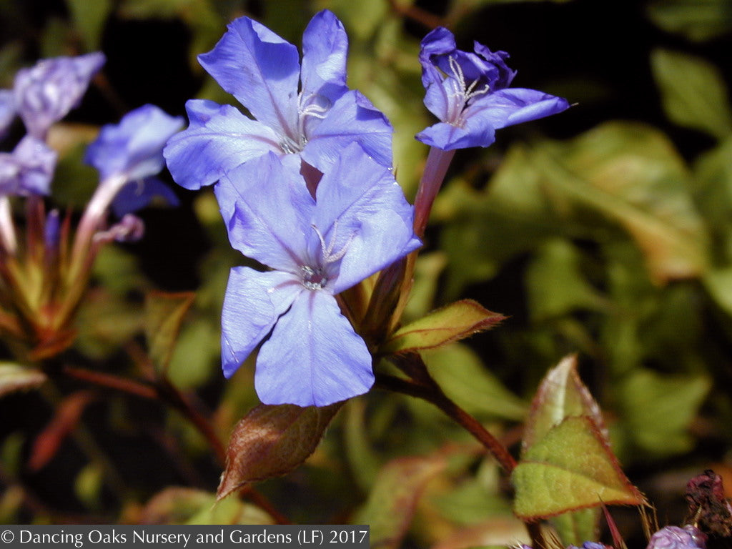 Ground Covers ~ Ceratostigma plumbaginoides, Plumbago ~ Dancing Oaks Nursery and Gardens ~ Retail Nursery ~ Mail Order Nursery