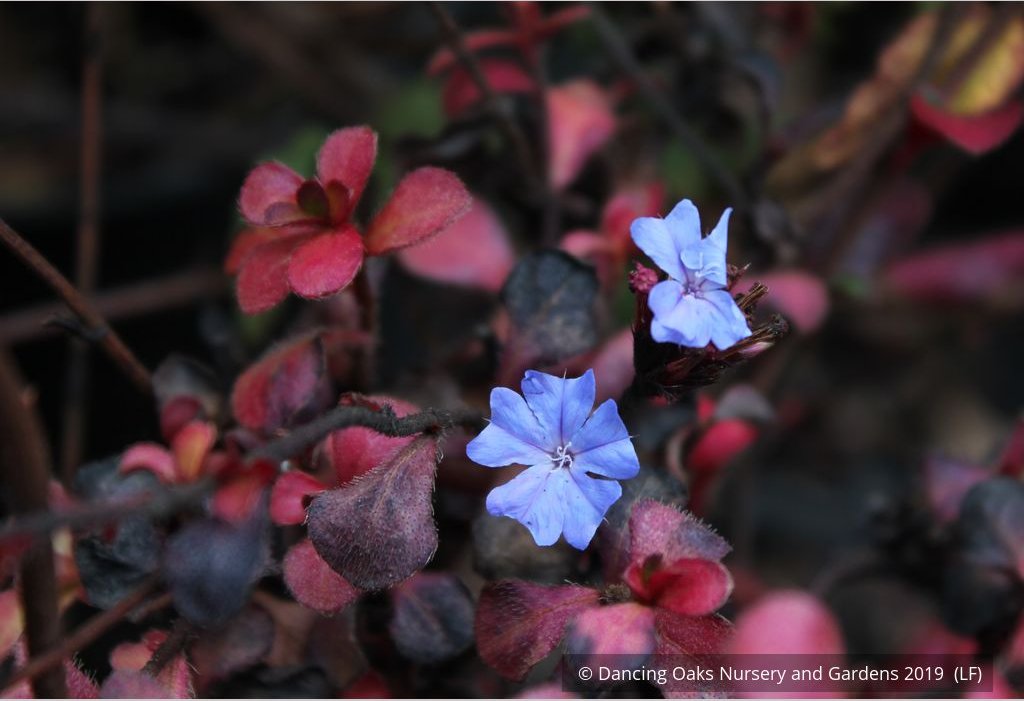 Shrubs ~ Ceratostigma willmottianum, Chinese Plumbago ~ Dancing Oaks Nursery and Gardens ~ Retail Nursery ~ Mail Order Nursery