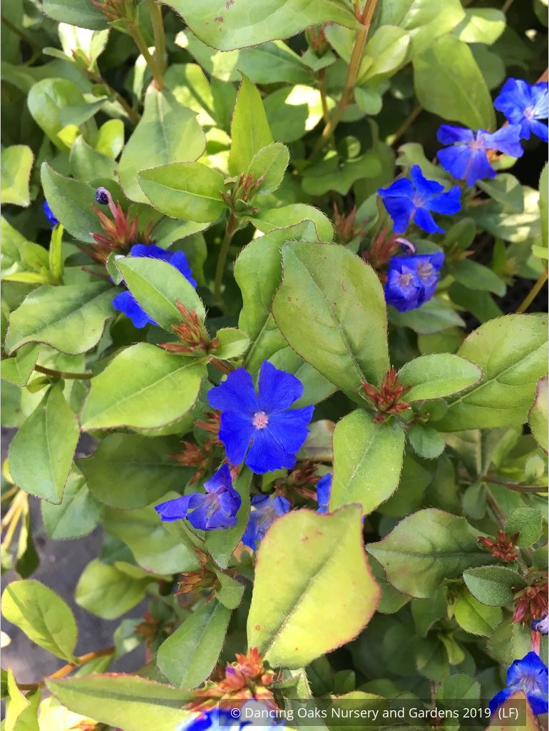 Ground Covers ~ Ceratostigma plumbaginoides, Plumbago ~ Dancing Oaks Nursery and Gardens ~ Retail Nursery ~ Mail Order Nursery