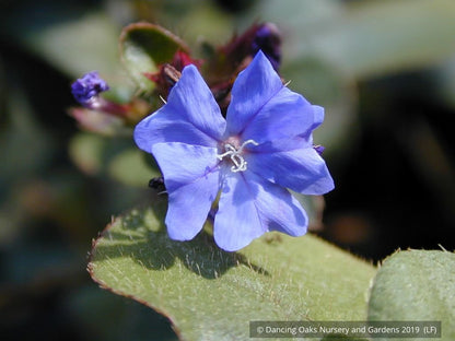 Shrubs ~ Ceratostigma willmottianum, Chinese Plumbago ~ Dancing Oaks Nursery and Gardens ~ Retail Nursery ~ Mail Order Nursery