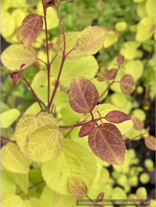 Trees ~ Cercidiphylllum japonica 'Claim Jumper', Golden Katsura ~ Dancing Oaks Nursery and Gardens ~ Retail Nursery ~ Mail Order Nursery