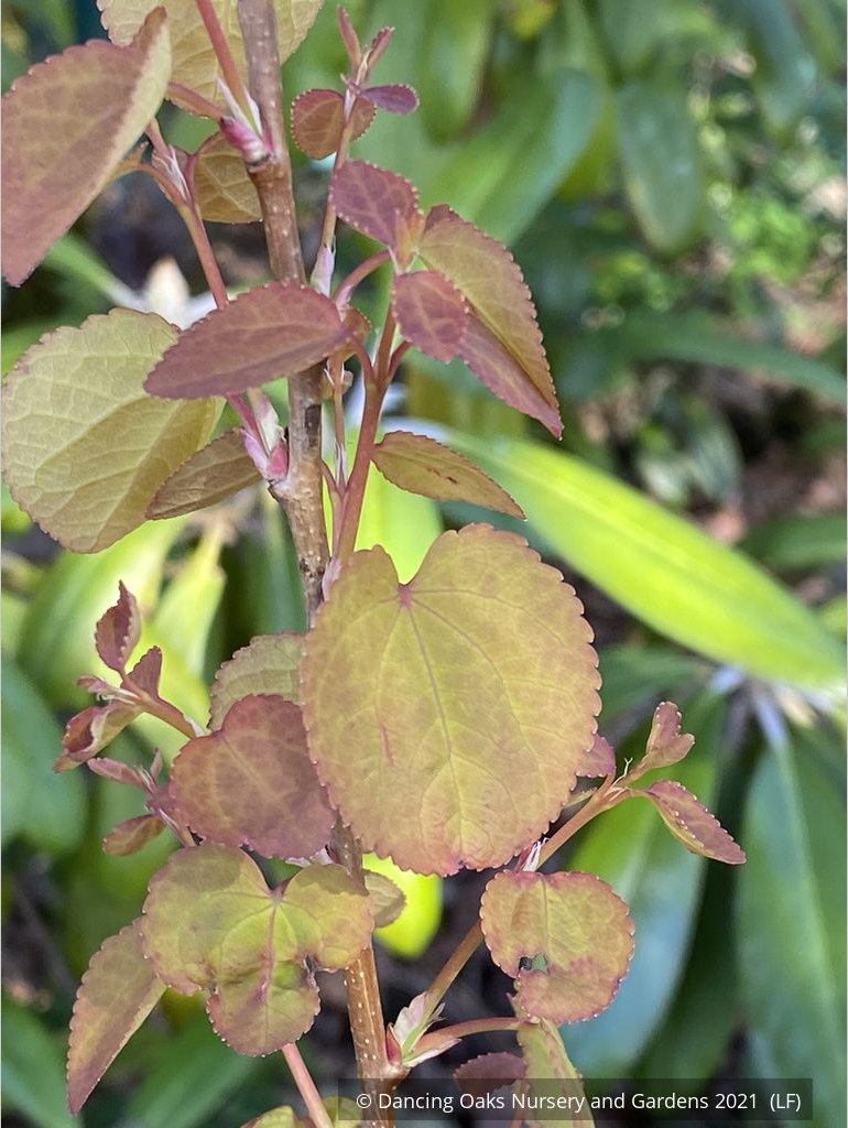 Trees ~ Cercidiphylllum japonica 'Claim Jumper', Golden Katsura ~ Dancing Oaks Nursery and Gardens ~ Retail Nursery ~ Mail Order Nursery