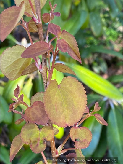 Trees ~ Cercidiphylllum japonica 'Claim Jumper', Golden Katsura ~ Dancing Oaks Nursery and Gardens ~ Retail Nursery ~ Mail Order Nursery