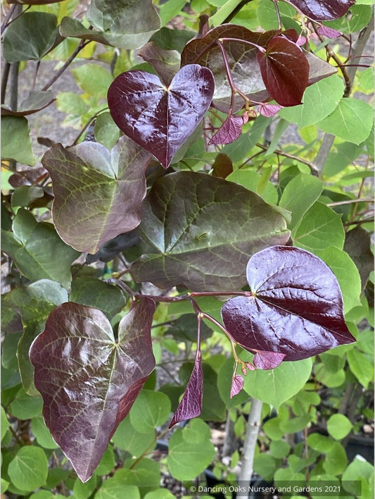 Cercis x 'Merlot' PP22,297 Hybrid Redbud