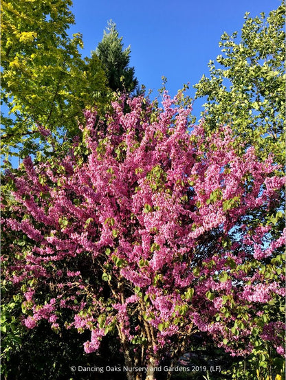 Trees ~ Cercis occidentalis, Western Redbud ~ Dancing Oaks Nursery and Gardens ~ Retail Nursery ~ Mail Order Nursery