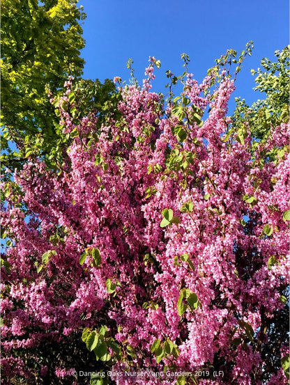 Trees ~ Cercis occidentalis, Western Redbud ~ Dancing Oaks Nursery and Gardens ~ Retail Nursery ~ Mail Order Nursery