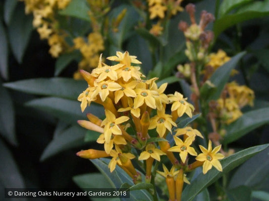 Perennials ~ Cestrum 'Orange Peel', Night-blooming Jasmine or Willow Jessamine ~ Dancing Oaks Nursery and Gardens ~ Retail Nursery ~ Mail Order Nursery