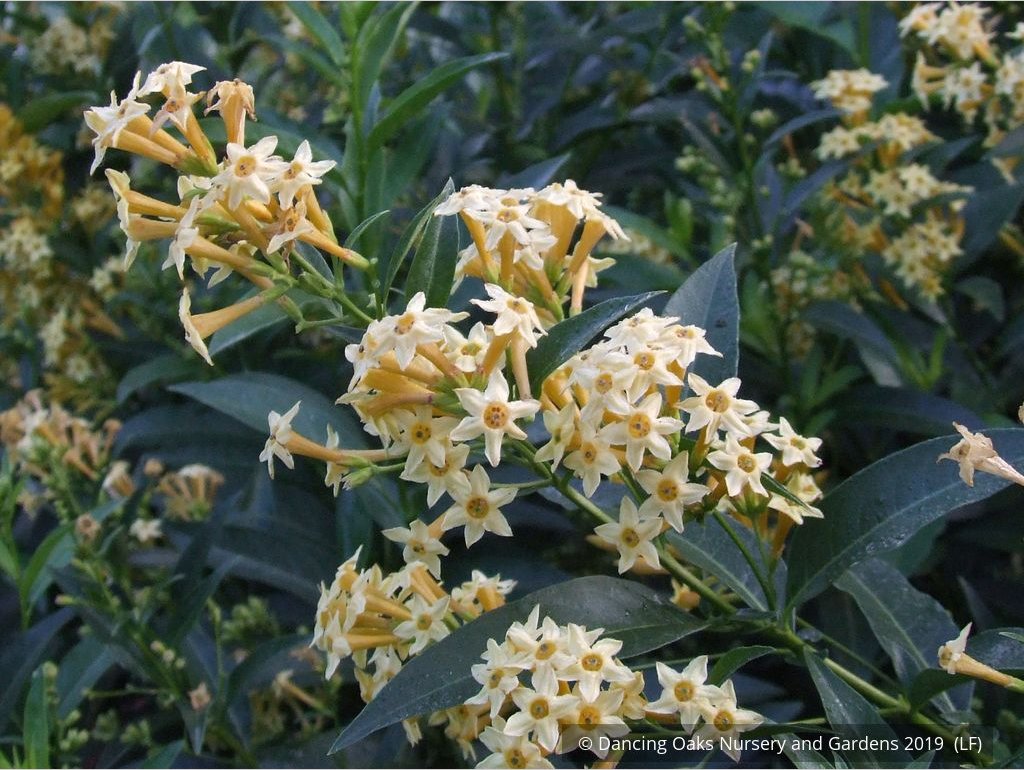 Perennials ~ Cestrum parqui, Willow Jessamine ~ Dancing Oaks Nursery and Gardens ~ Retail Nursery ~ Mail Order Nursery
