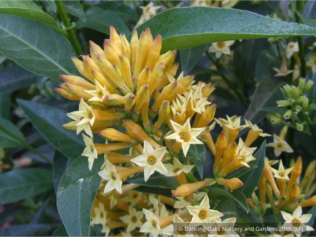 Perennials ~ Cestrum parqui, Willow Jessamine ~ Dancing Oaks Nursery and Gardens ~ Retail Nursery ~ Mail Order Nursery