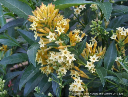 Perennials ~ Cestrum parqui, Willow Jessamine ~ Dancing Oaks Nursery and Gardens ~ Retail Nursery ~ Mail Order Nursery